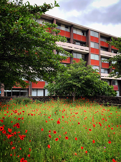 Poppies in the Bastion at Golden Lane Estate