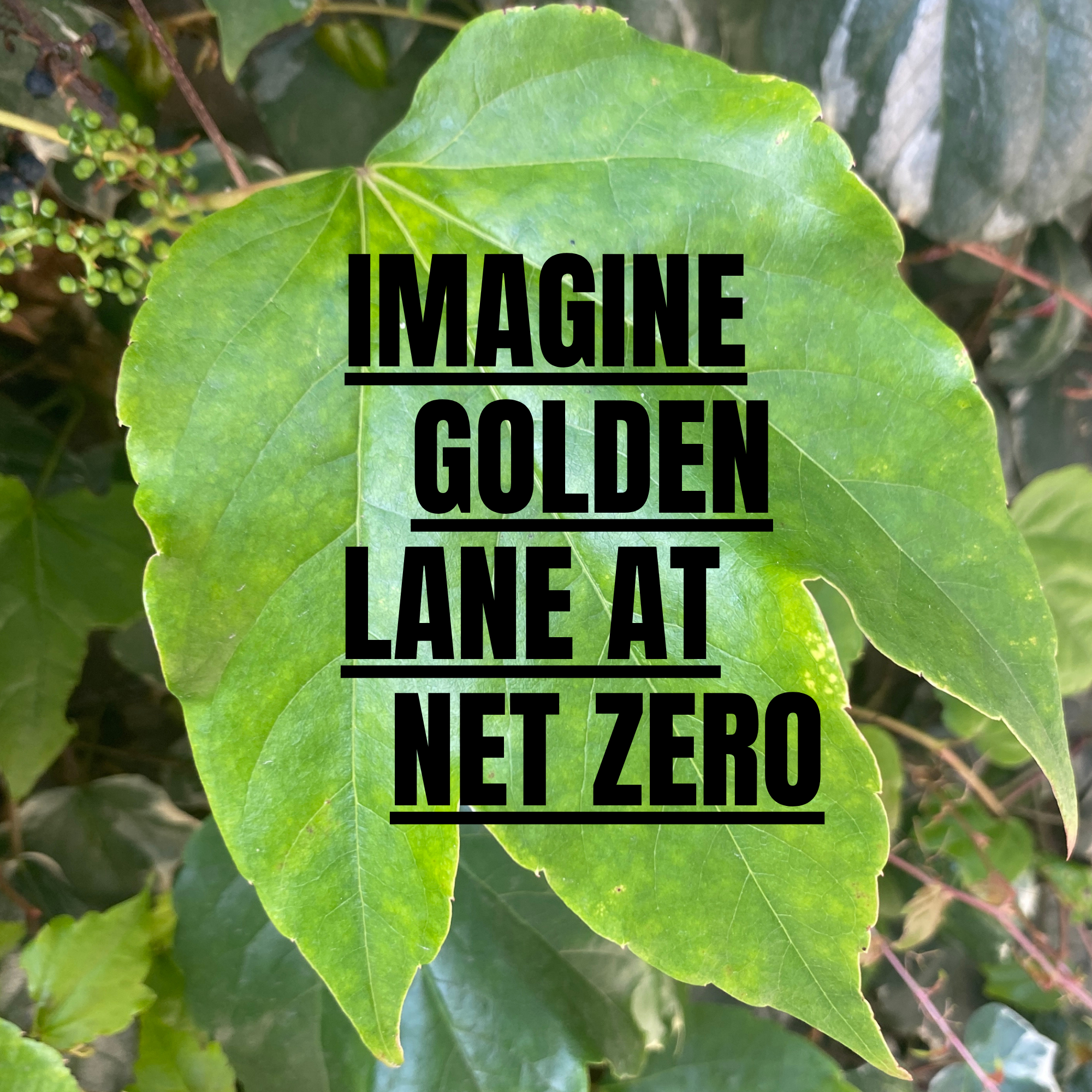 Imagine Golden Lane at Net Zero